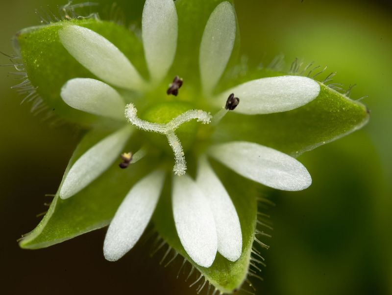 Pretty Flowers