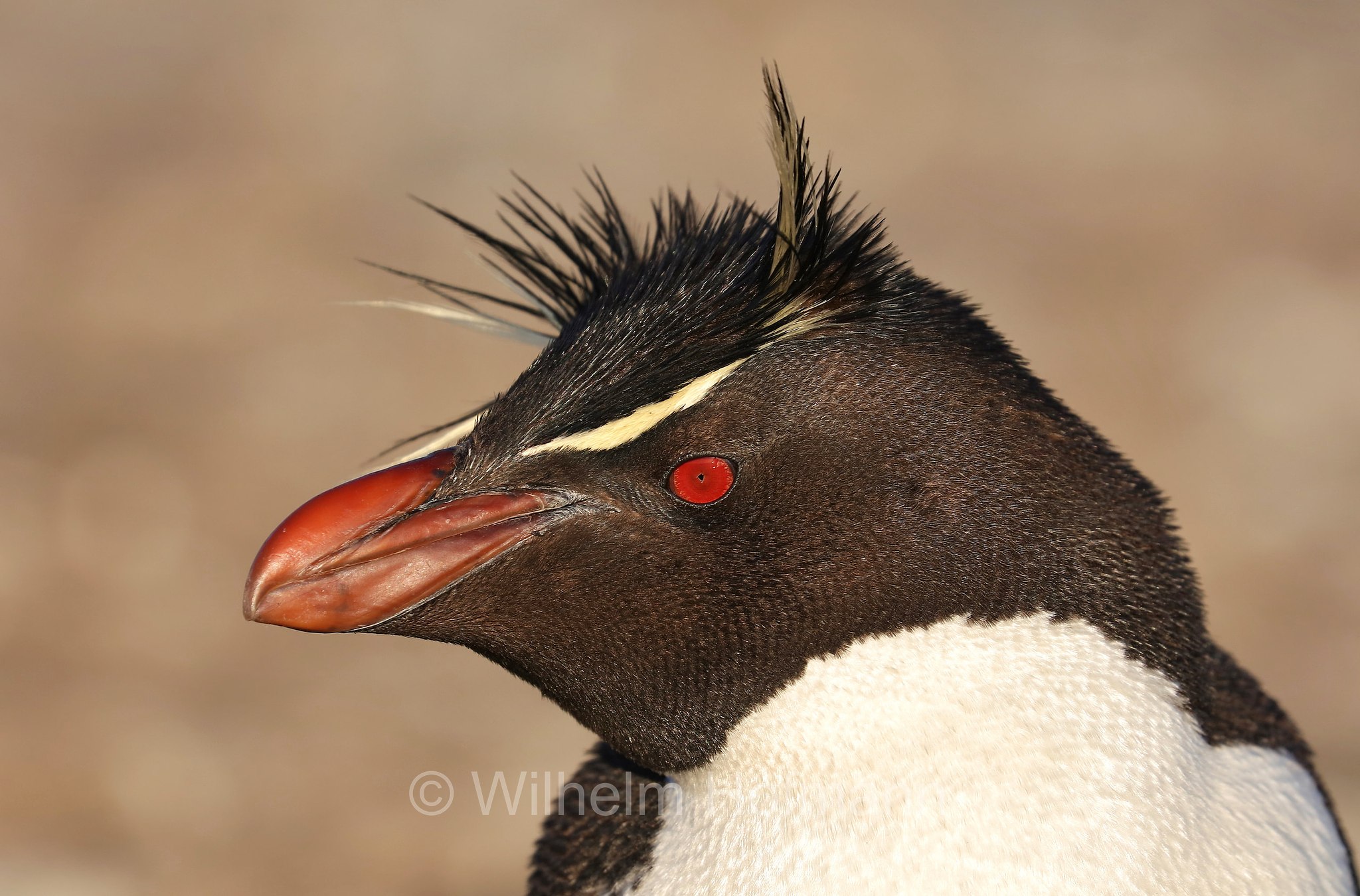 western rockhopper penguin, Felsenpinguin, pinguino saltarocce, Eudyptes chrysocome, Bleaker Island, Isla María, Falkland Islands, Falklandinseln, Isole Falkland