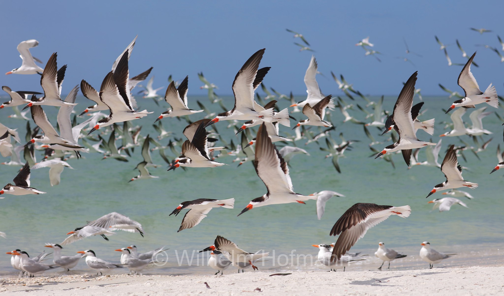 Rynchops niger niger, black skimmer, Amerikascherenschnabel, Amerikanischer Scherenschnabel, Schwarzmantel-Scherenschnabel, becco a cesoia americano, becco a forbice americano, Lovers Key Beach, Lovers Key State Park, Florida, USA