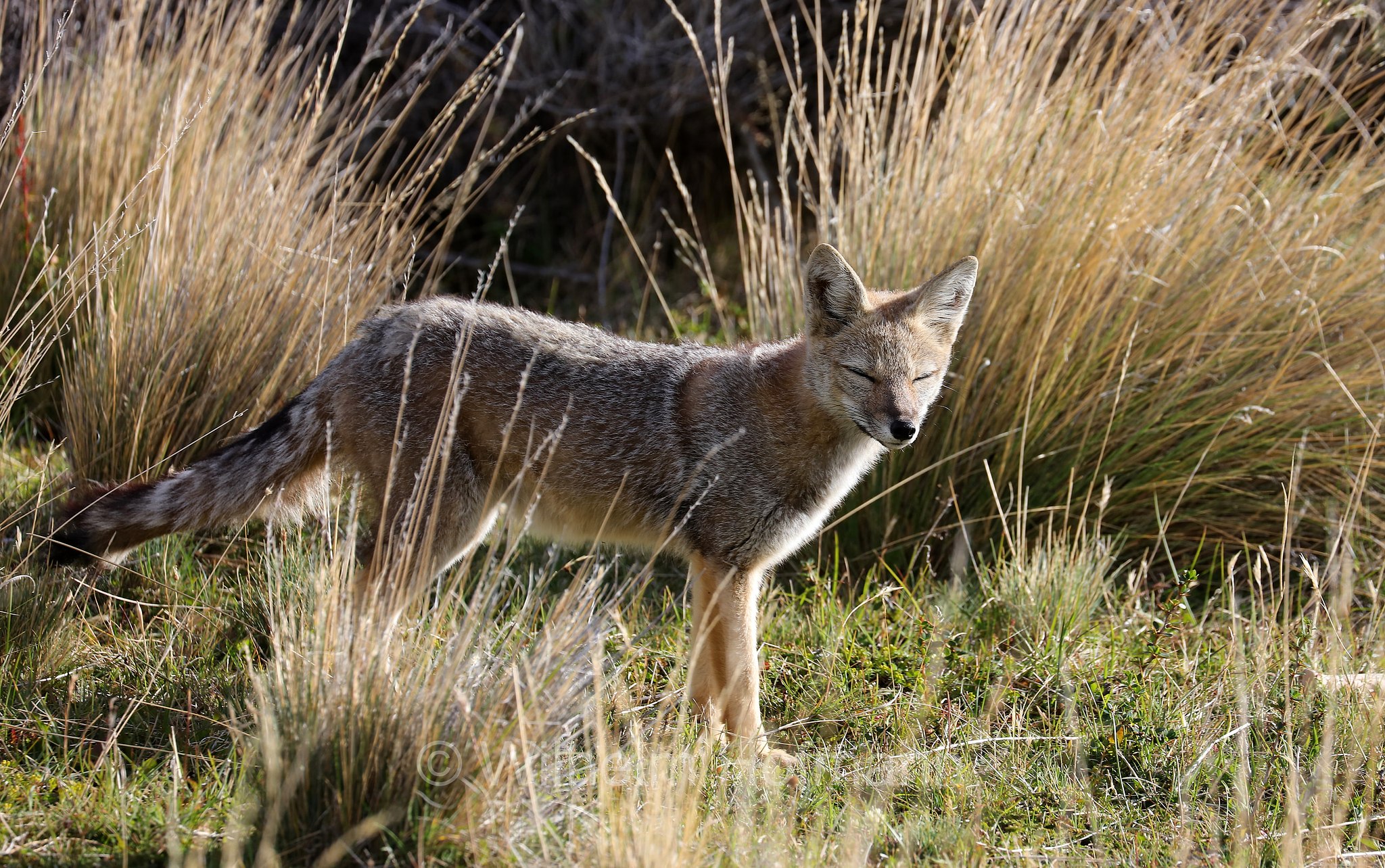 South American gray fox, Patagonian fox, chilla, zorro gris, Argentinischer Kampfuchs, Patagonischer Fuchs, Grauer Andenfuchs, Chilla, chilla, volpe grigia sudamericana, volpe grigia argentina, Lycalopex griseus, Torres del Paine National Park, Patagonia, Patagonien, Chile, Cile