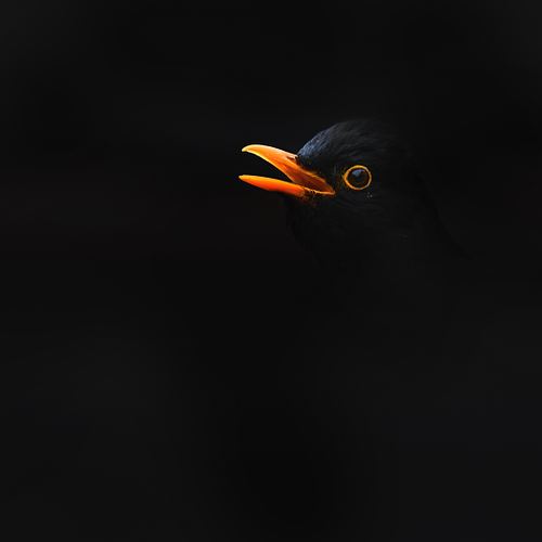 Blackbirds and other Black Birds