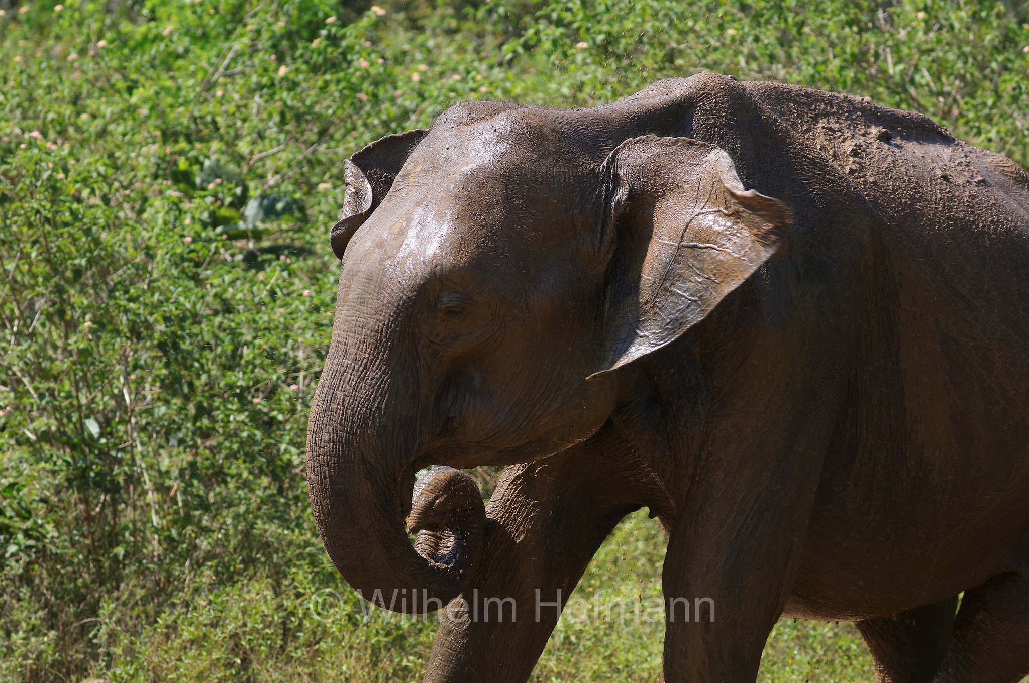 Sri Lankan elephant, Sri-Lanka-Elefant, Ceylon-Elefant, elefante dello Sri Lanka, Elephas maximus maximus, Sri Lanka, Udawalawe National Park, Udawalawe Nationalpark, Parco nazionale di Udawalawe