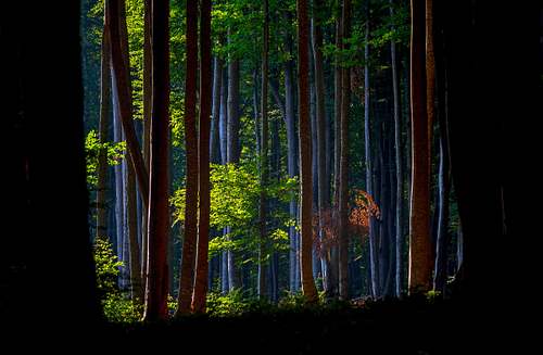 Magical forest
