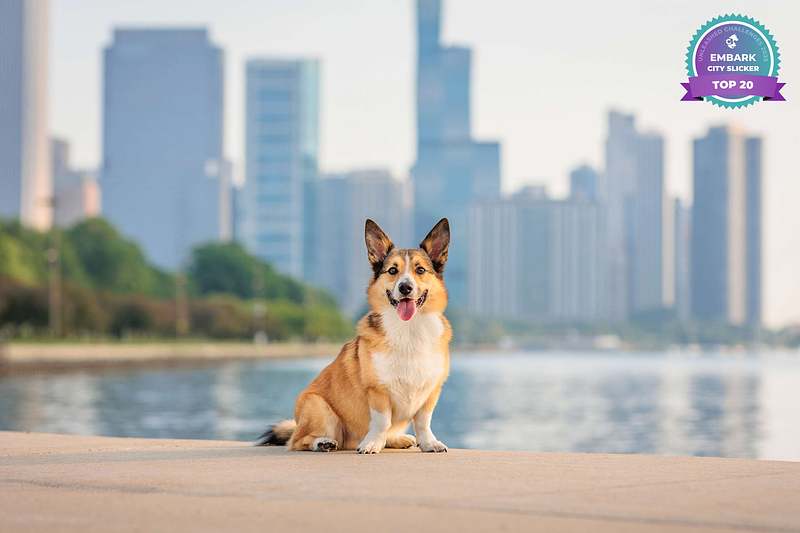 Embark 7: City Slicker