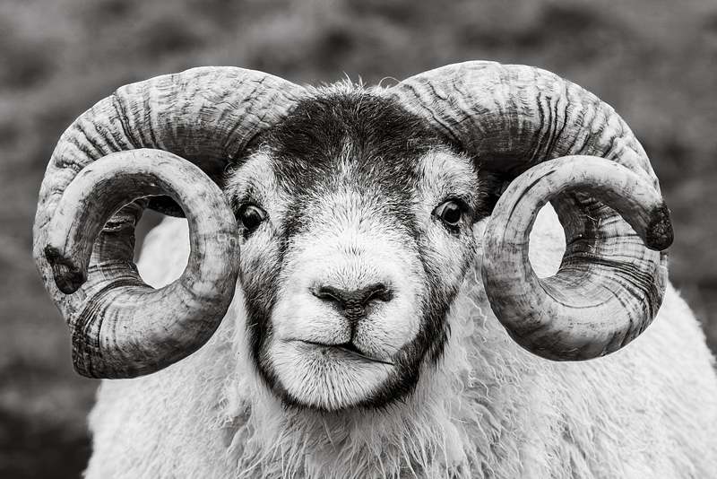 TIERWELT