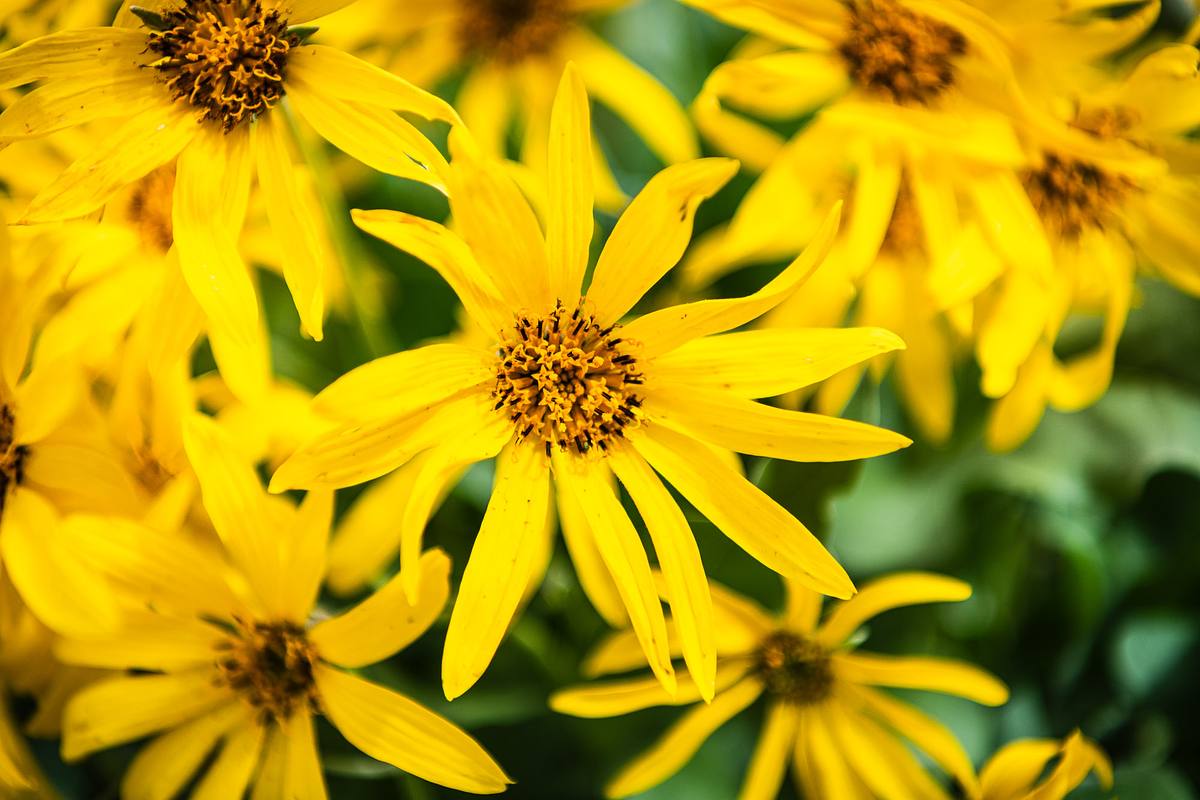 Jerusalem Artichoke &ndash; Hawaii Tropical Botanical Garden