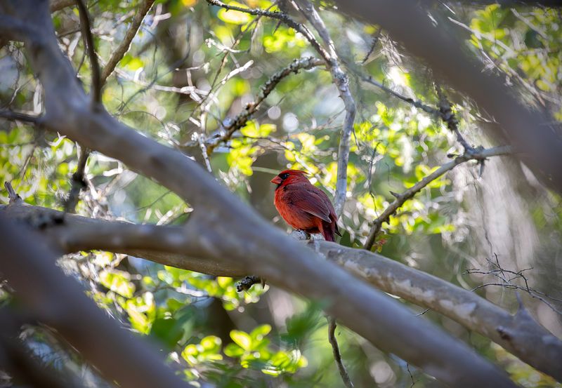 The Best Backyard Birds to Watch in North Florida