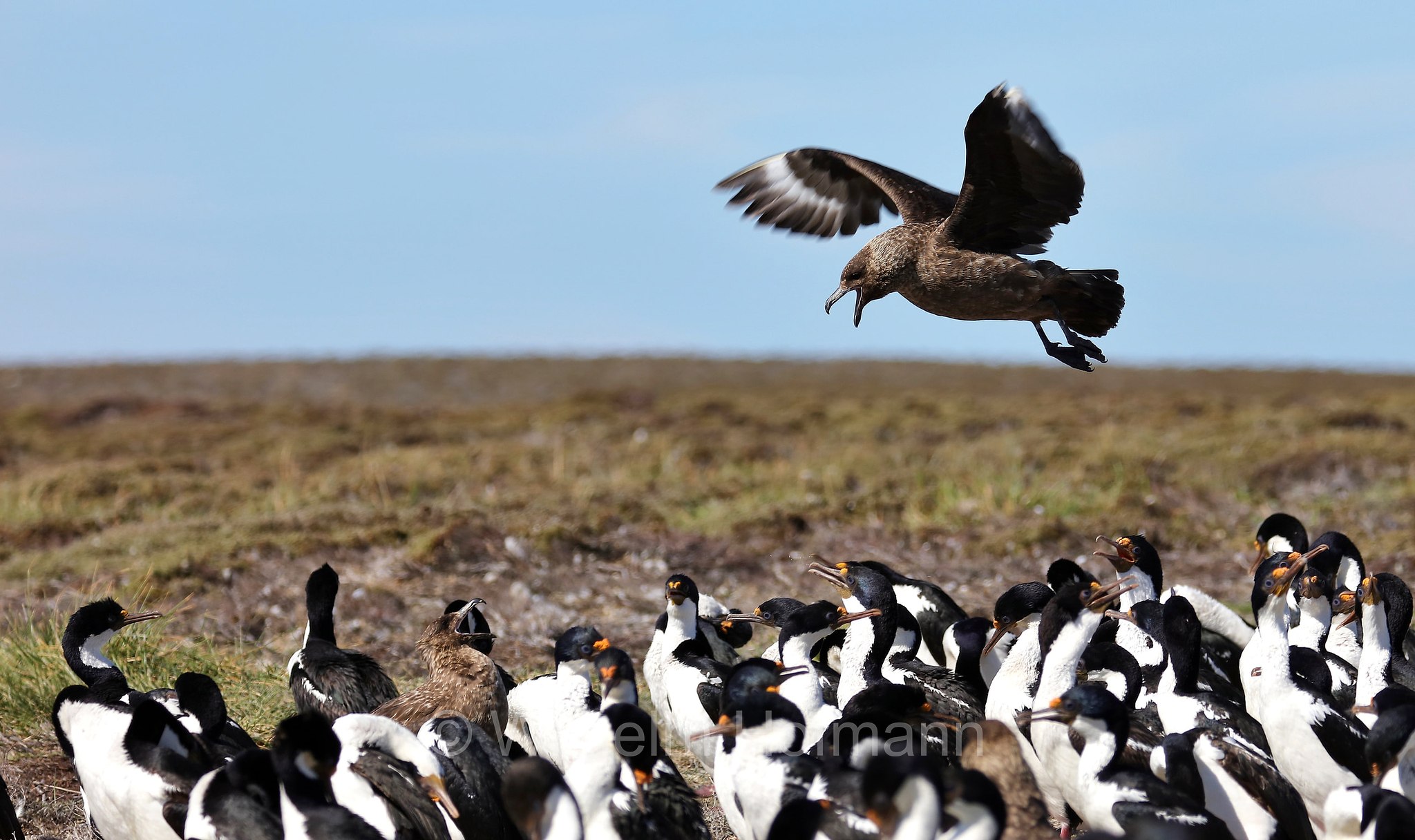 imperial shag, imperial cormorant, blue-eyed shag, blue-eyed cormorant, Blauaugenscharbe, Antarktischer Kormoran, cormorano imperiale, Leucocarbo atriceps, Bleaker Island, Isla María, Falkland Islands, Falklandinseln, Isole Falkland