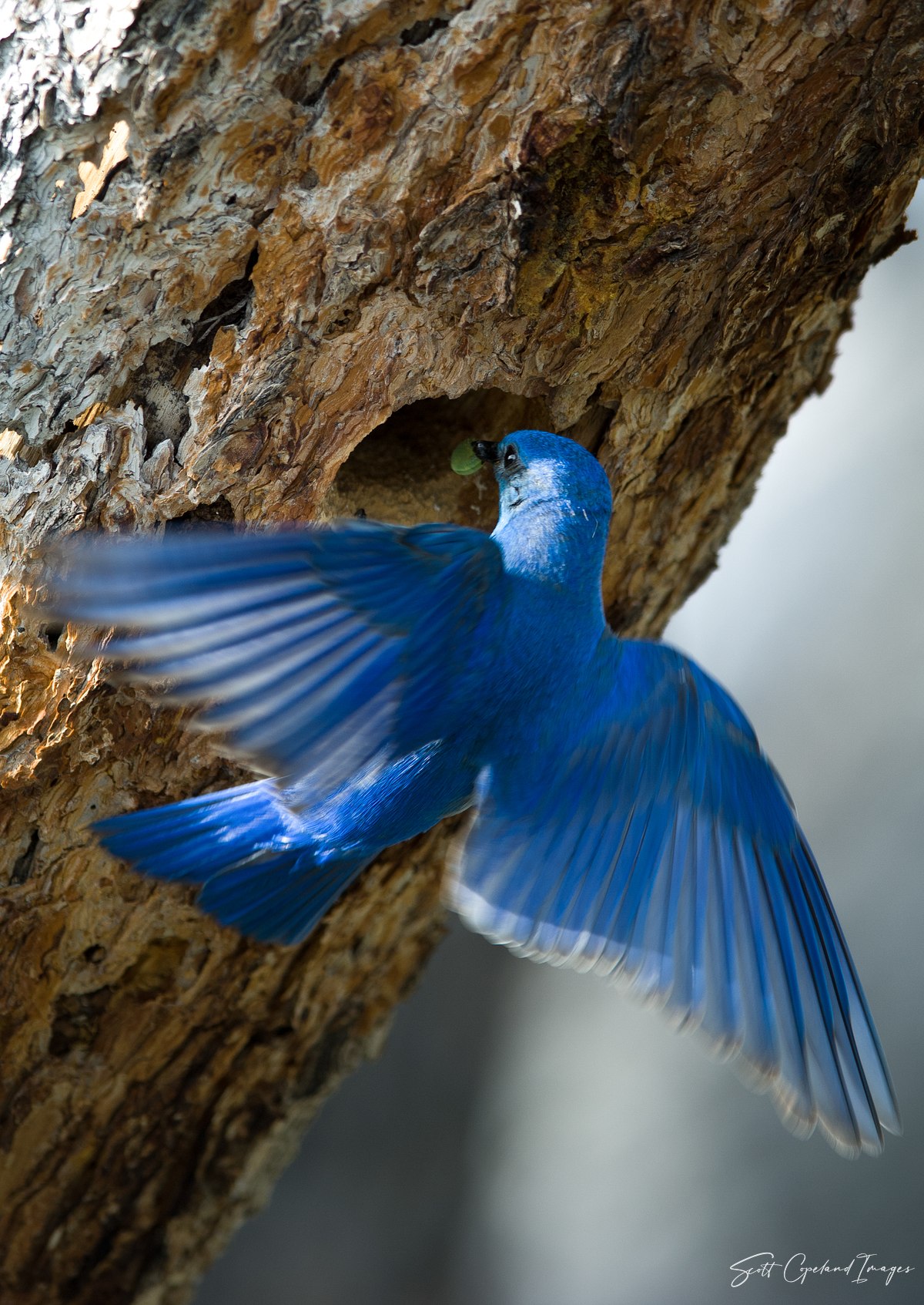 Flurry of Blue