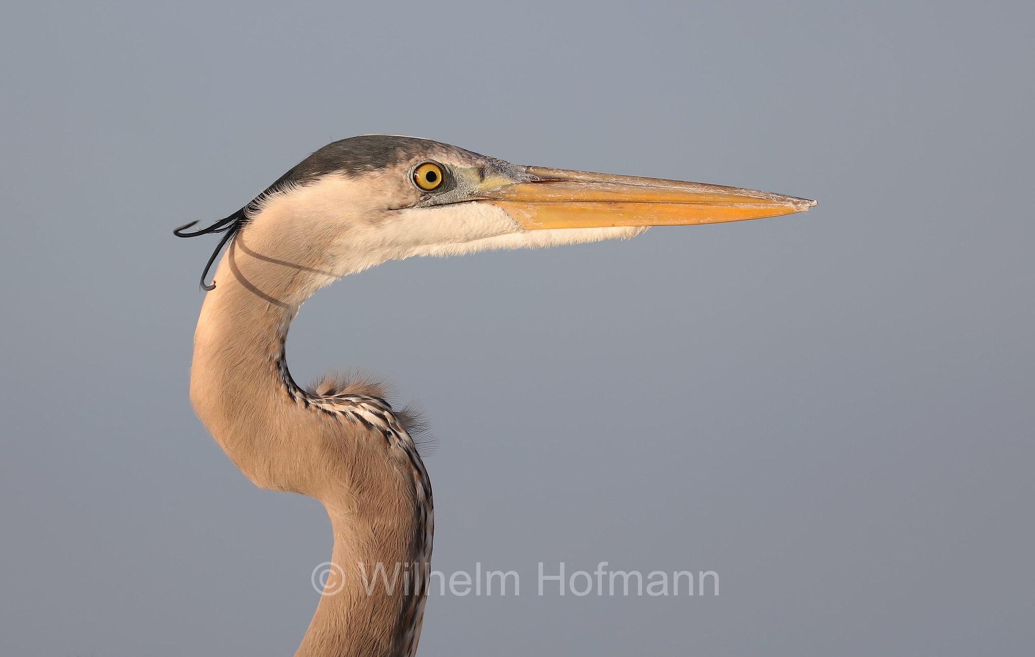 Ardea herodias occidentalis, great blue heron, Kanadareiher, airone azzurro maggiore, John's Pass Marina, Treasure Island, Florida, USA