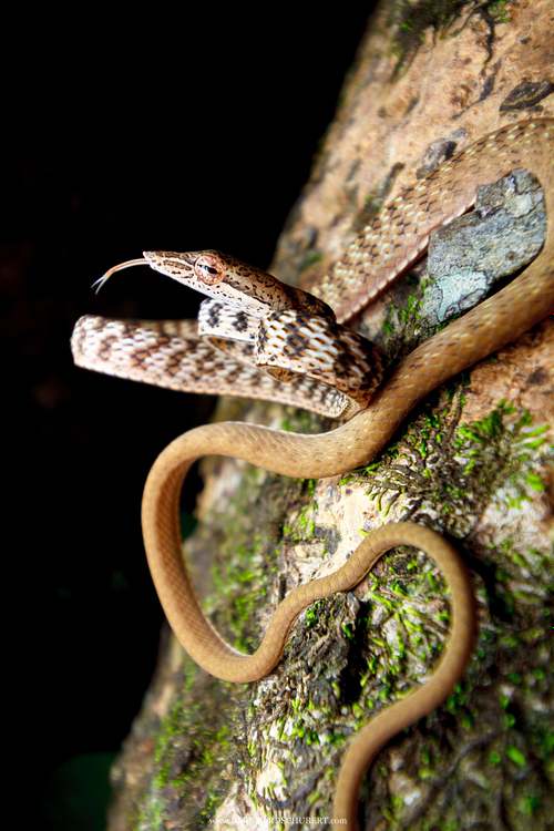 Ahaetulla fasciolata – Gefleckte Peitschennatter
