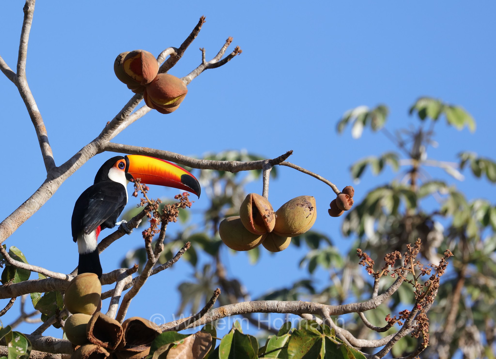 toco toucan, Riesentukan, tucano toco, Ramphastos toco, Pantanal, Mato Grosso, Brazil, Brasil, Brasile, Brasilien