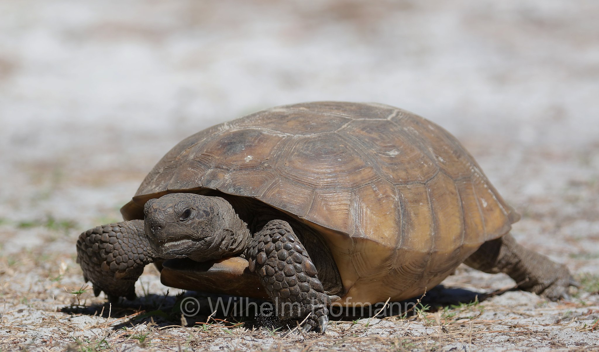 Gopherus polyphemus, gopher tortoise, Georgia-Gopherschildkröte, Florida-Gopherschildkröte, tartaruga gopher, testuggine gopher, Key Vista Nature Park, Florida, USA