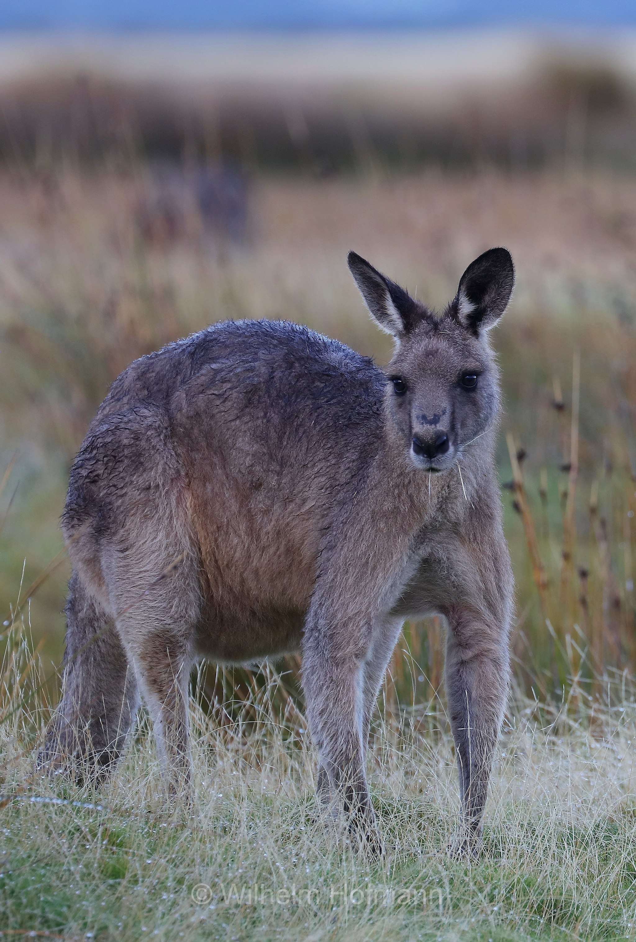 eastern grey kangaroo, gigantic large-foot, great grey kangaroo, forester kangaroo, Östliches Graues Riesenkänguru, canguro grigio orientale, Macropus giganteus, Narawntapu National Park, Narawntapu-Nationalpark, parco nazionale Narawntapu, Tasmania, Tasmanien, Australia, Austalien