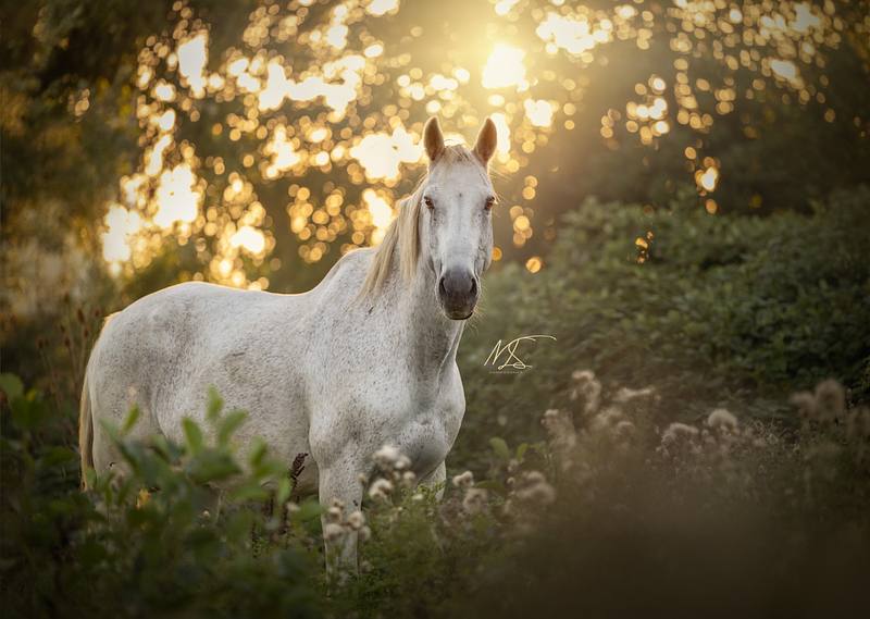 PAARDEN