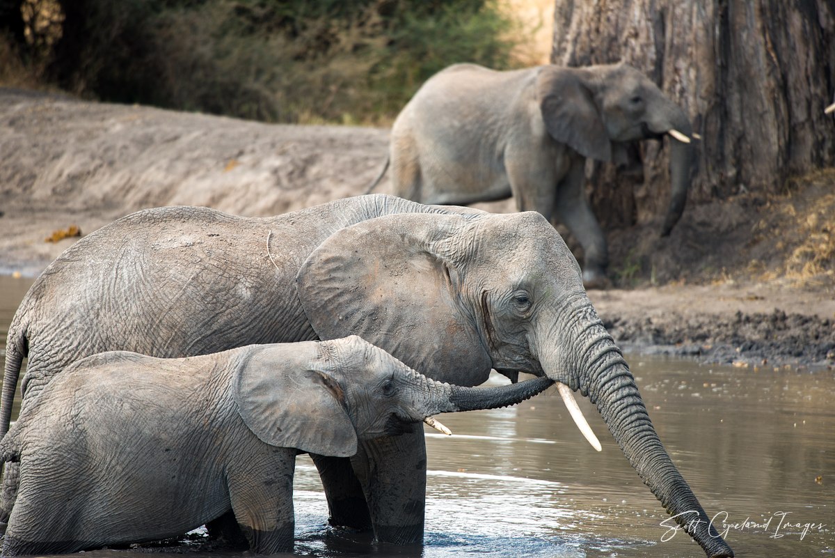 Elephant Kiss?