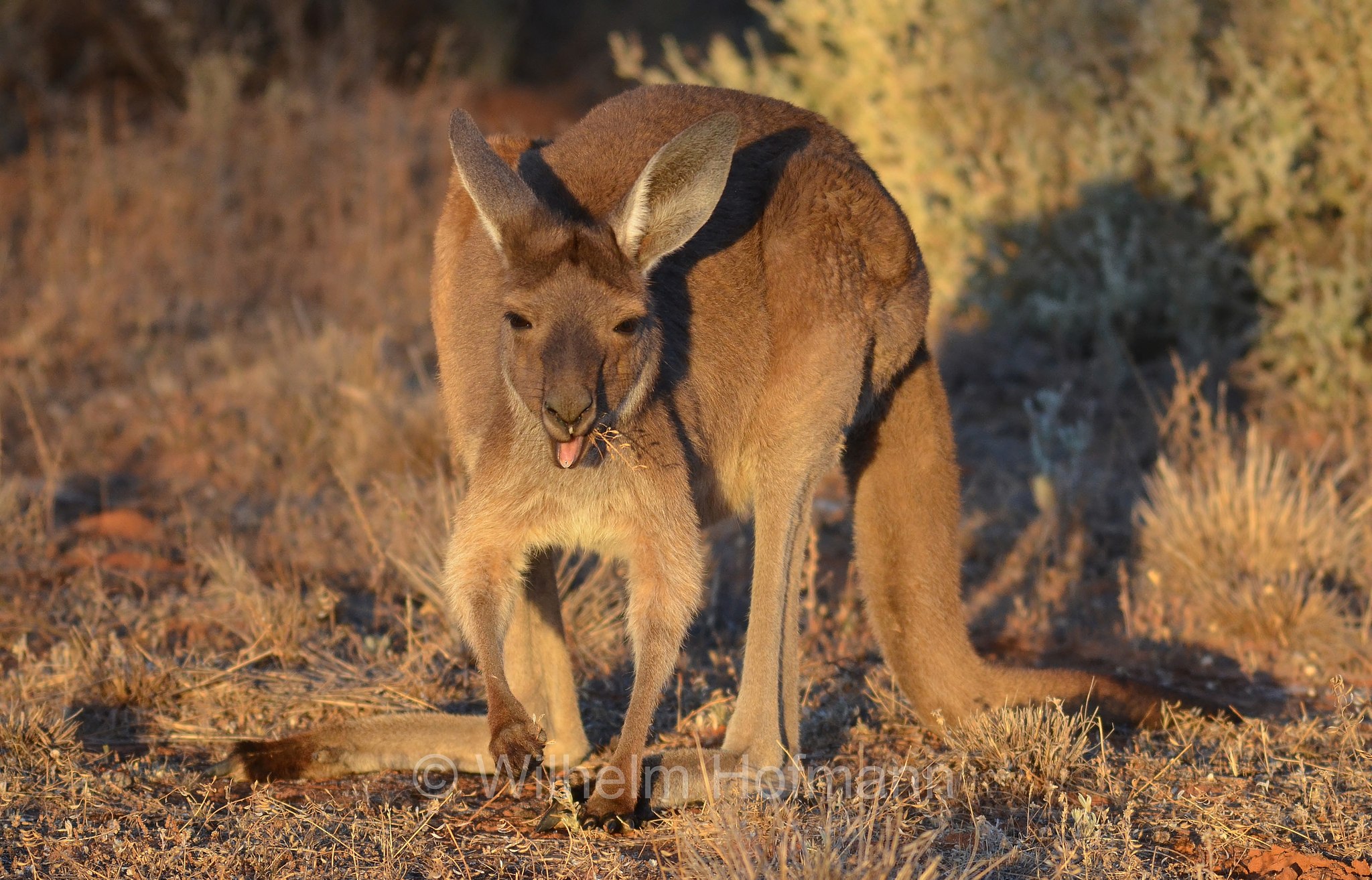 western grey kangaroo, western grey giant kangaroo, black-faced kangaroo, mallee kangaroo, sooty kangaroo, Westliches Graues Riesenkänguru, canguro grigio occidentale, Macropus fuliginosus, Mungo National Park, Mungo Main Campground, Mungo-Nationalpark, New South Wales, Nuovo Galles del Sud, Australia, Australien