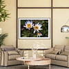 THE ONE - WILDLIFE & NATURE - "Nymphaea Trio" - LIMITED EDITION 5 of 5