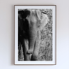 THE ONE - WILDLIFE & NATURE - "All the Way Up" - LIMITED EDITION 5 of 5
