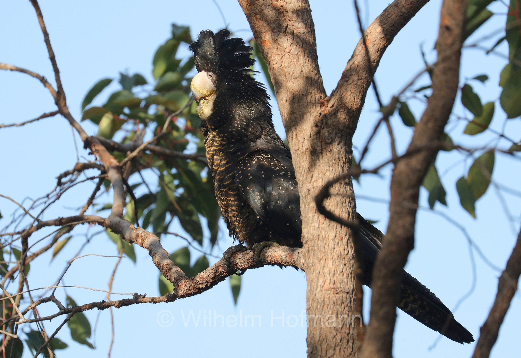 Calyptorhynchus banksii naso, forest red-tailed black cockatoo, Westaustralischer Rotschwanz-Rabenkakadu, cacatua nero codarossa della foresta, John Forrest National Park, John-Forrest-Nationalpark, Parco nazionale John Forrest, Western Australia, Westaustralien, Australia Occidentale, Australia, Australien