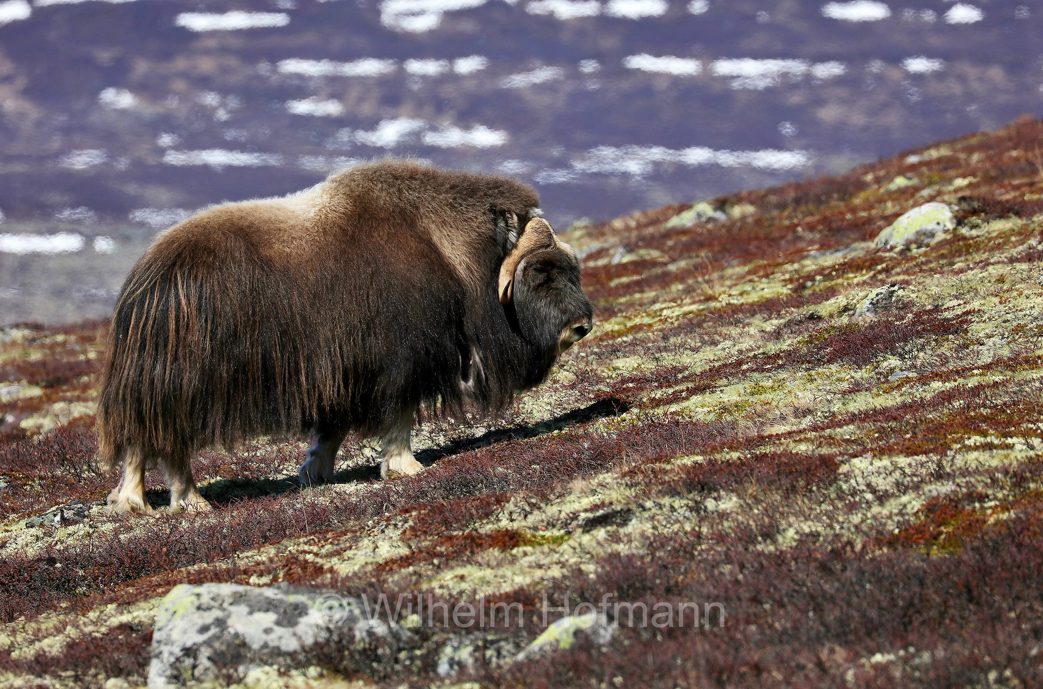Ovibos moschatus, muskox, Moschusochse, Bisamochse, Schafsochse, bue muschiato, Dovrefjell–Sunndalsfjella National Park, Dovrefjell-Sunndalsfjella-Nationalpark, parco nazionale Dovrefjell-Sunndalsfjella, Norway, Norwegen, Norvegia