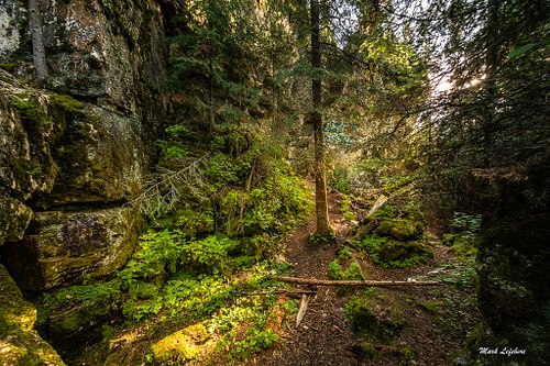 Lush Forests