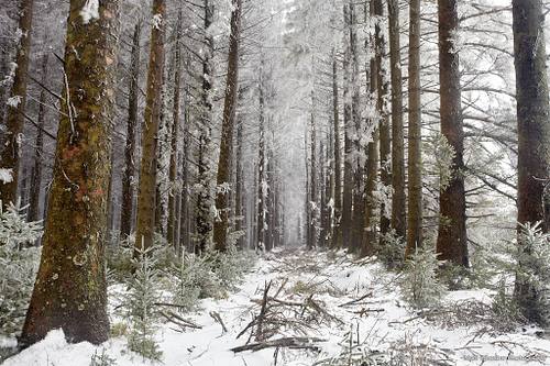 Bellever Forrest