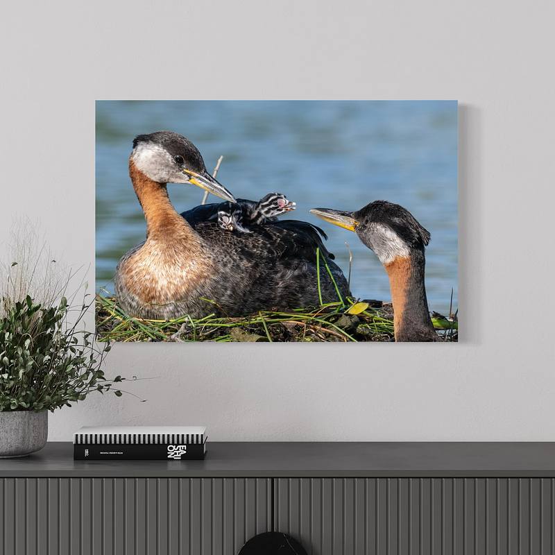 Family Bond (Red-necked Grebes)