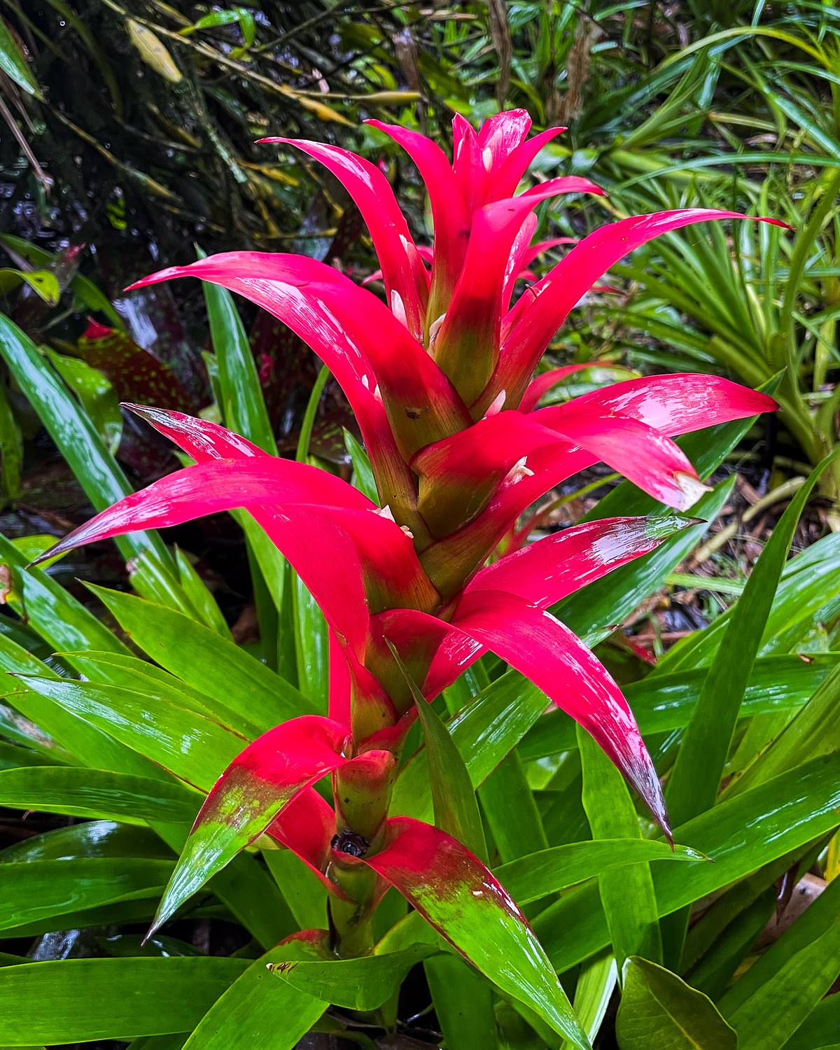 Scarlet Star &ndash; Hawaii Tropical Botanical Garden
