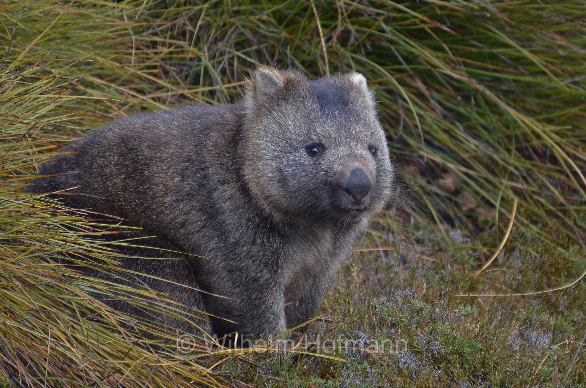 common wombat, bare-nosed wombat, Nacktnasenwombat, vombato comune, vombato dal pelo ruvido, Vombatus ursinus, Ronny Creek, Cradle Mountain National Park, Cradle Mountain-Lake St Clair National Park, Cradle-Mountain-Lake-St.-Clair-Nationalpark, Parco nazionale del monte Cradle-lago St Clair, Tasmania, Tasmanien, Australia, Australien