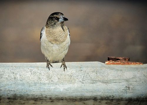 Hello, I’m Joseph, a Photographer based in Central Queensland.