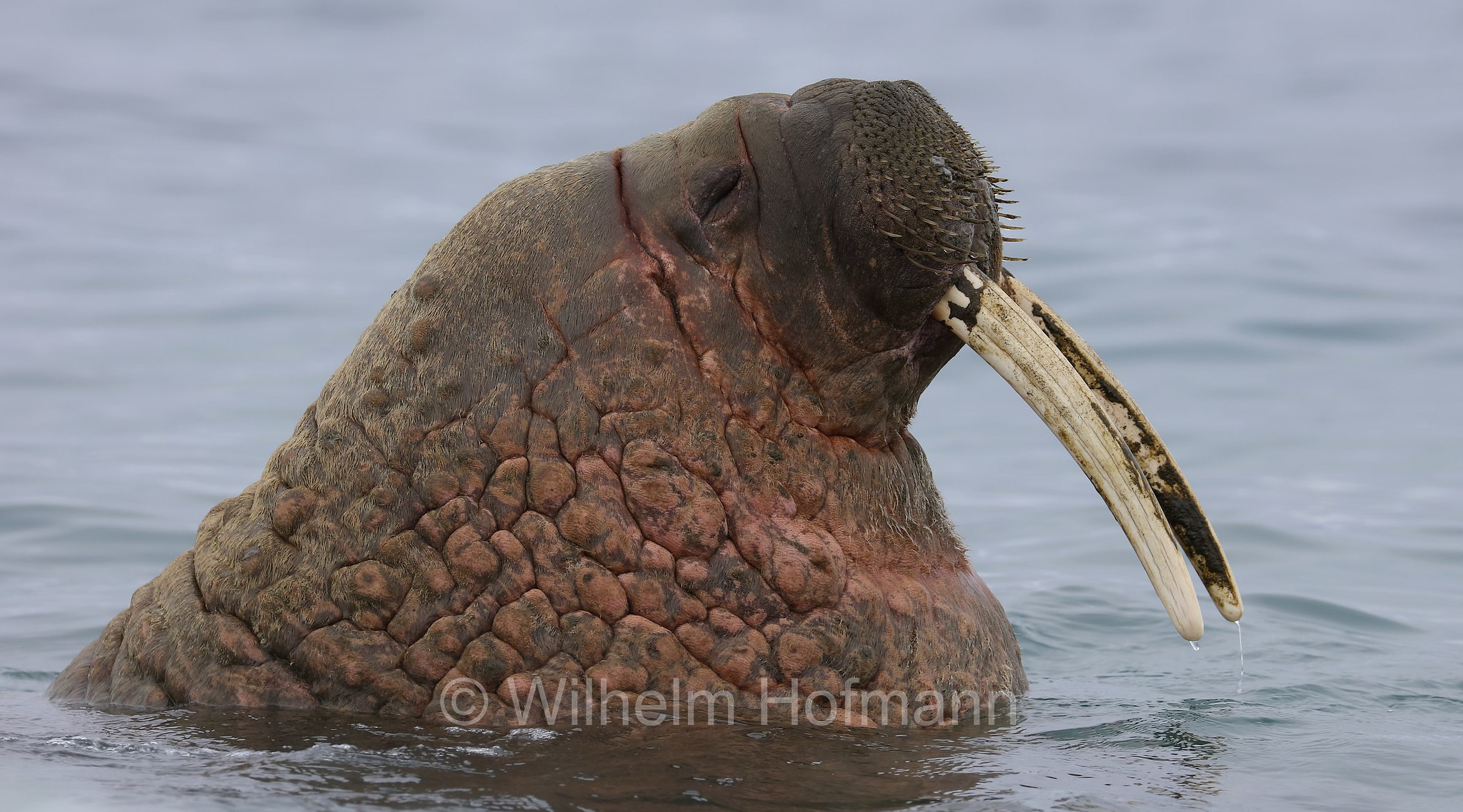 Odobenus rosmarus rosmarus, Atlantic walrus, Atlantisches Walross, tricheco dell'Atlantico, Forlandet National Park, Forlandet-Nationalpark, parco nazionale Forlandet, Prins Karls Forland, Prinz-Karl-Vorland, Svalbard, Spitzbergen, Norway, Norwegen, Norvegia