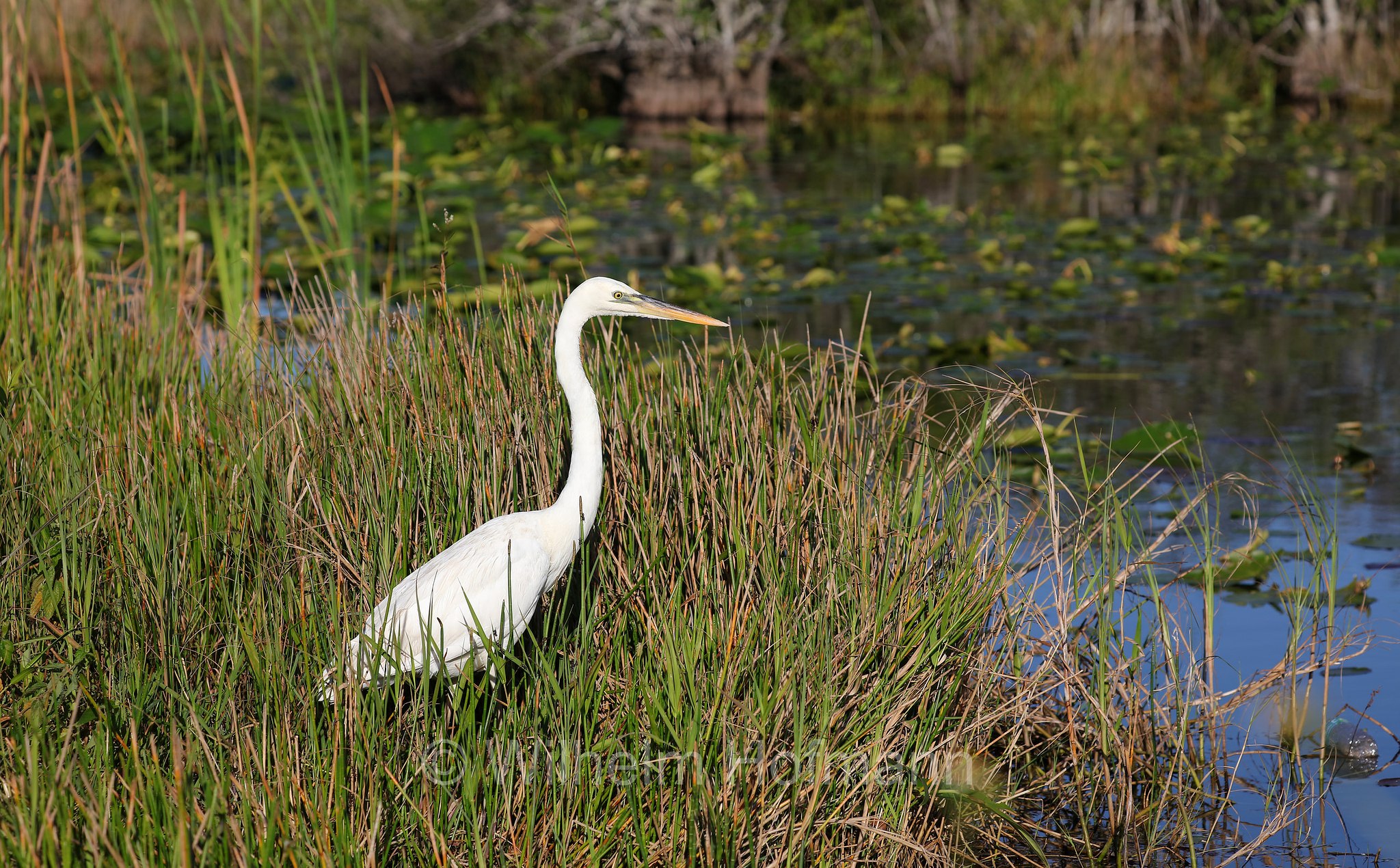 Ardea alba egretta, great egret, common egret, large egret, great white egret, great white heron, Silberreiher, airone bianco maggiore, Anhinga Trail, Everglades National Park, Everglades-Nationalpark, Parco nazionale delle Everglades, Florida, USA