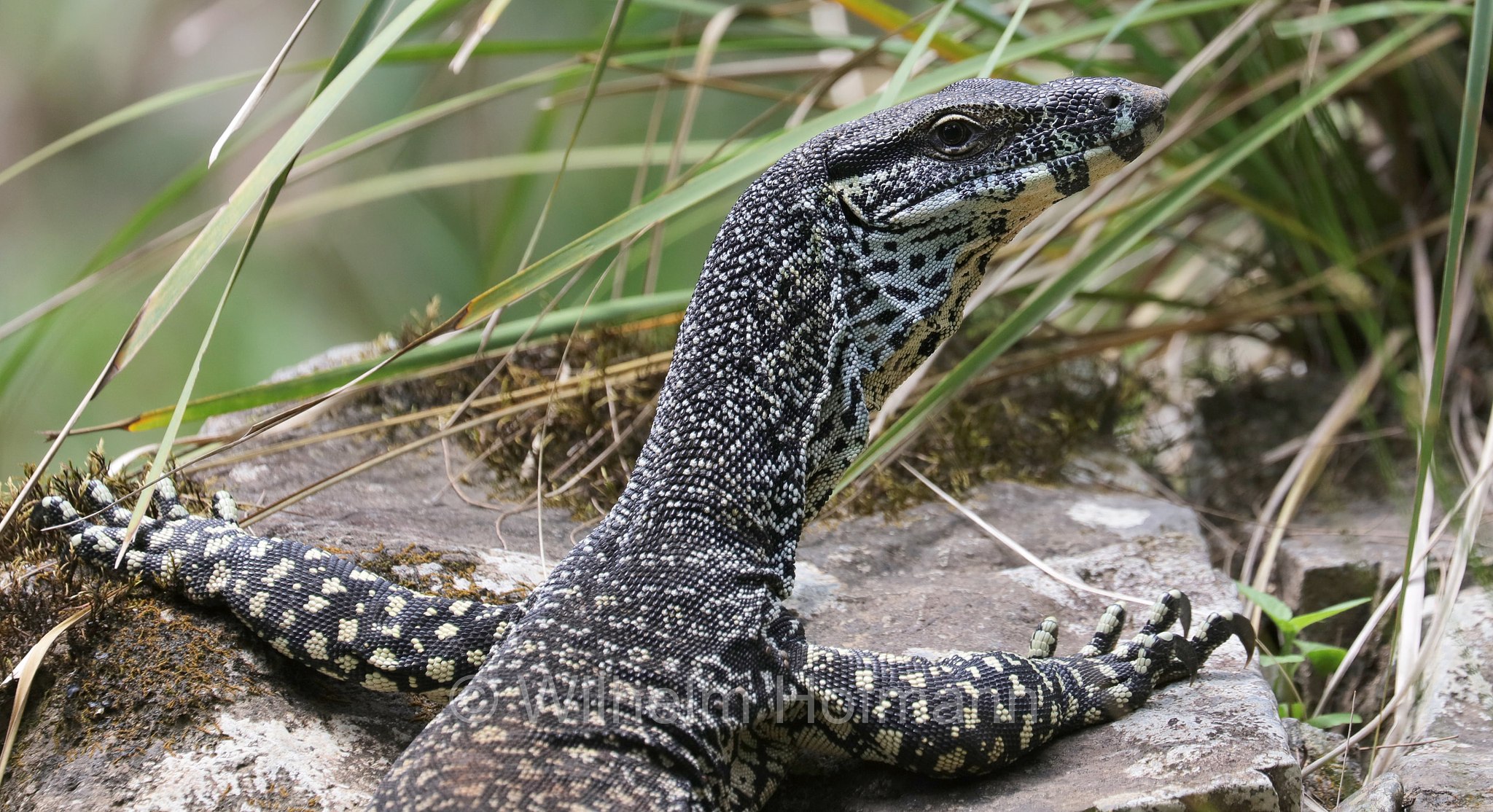 Varanus varius, lace monitor, tree goanna, Buntwaran, varano vario, Broken River, Eungella National Park, Eungella-Nationalpark, Parco nazionale Eungella, Queensland, Australia, Australien