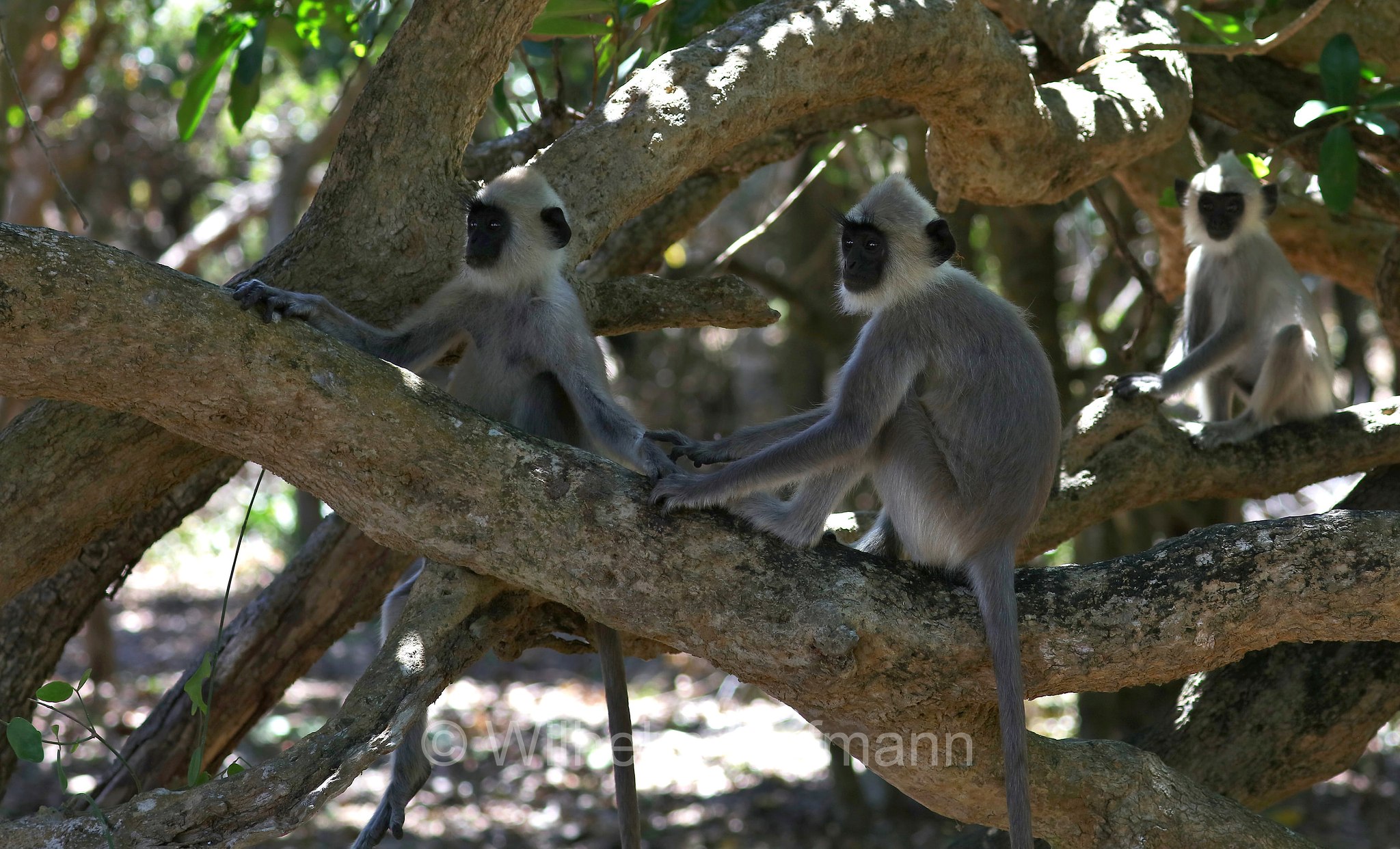tufted gray langur, Madras gray langur, Coromandel sacred langur, Südlicher Hanuman-Langur, entello dal ciuffo, Semnopithecus priam, Sri Lanka, Southern Province, Hambantota, Hambantota District﻿, Palatupana Beach