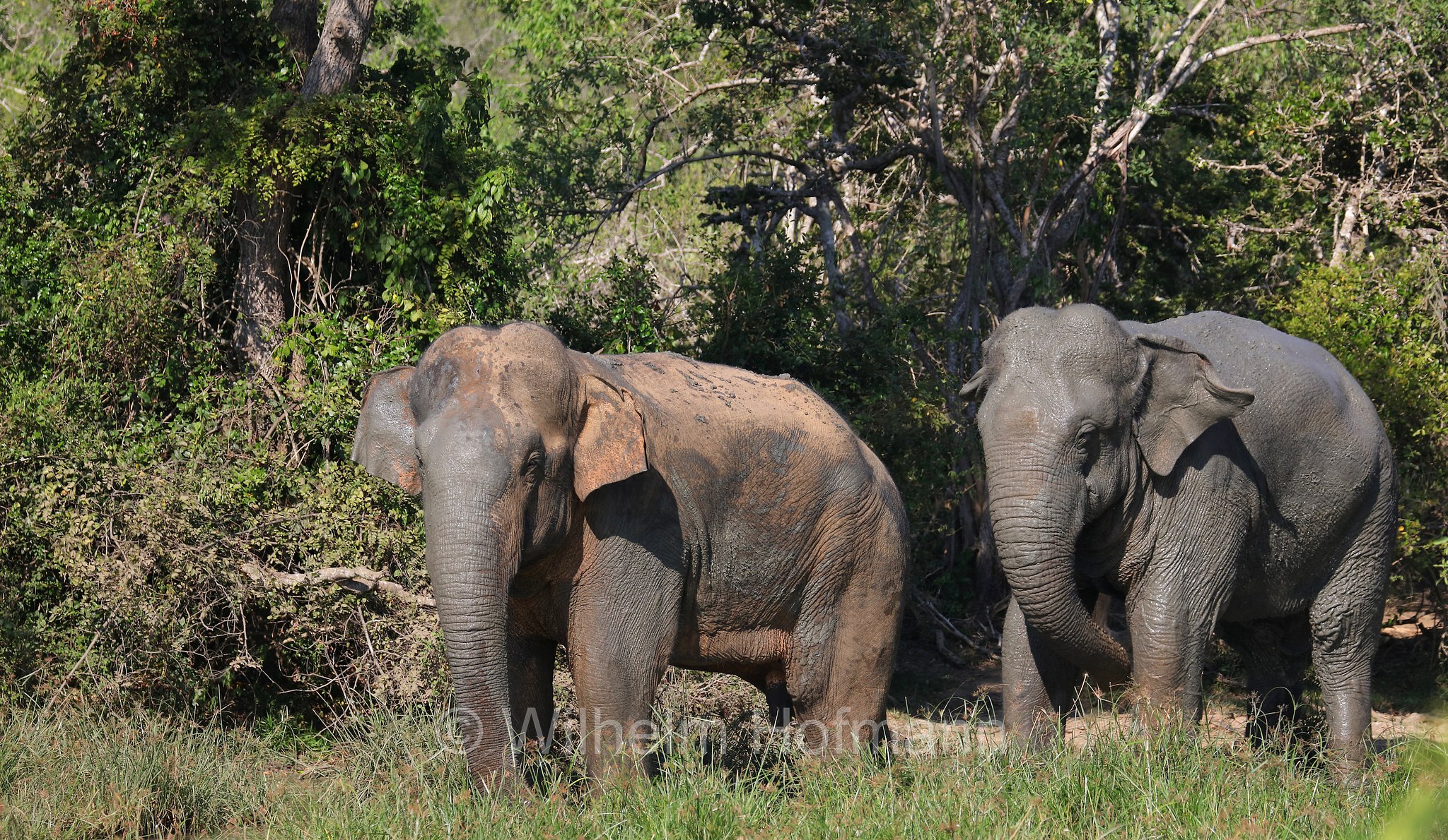 Sri Lankan elephant, Sri-Lanka-Elefant, Ceylon-Elefant, elefante dello Sri Lanka, Elephas maximus maximus, Sri Lanka, Bundala National Park, Bundala Nationalpark, Parco nazionale Bundala