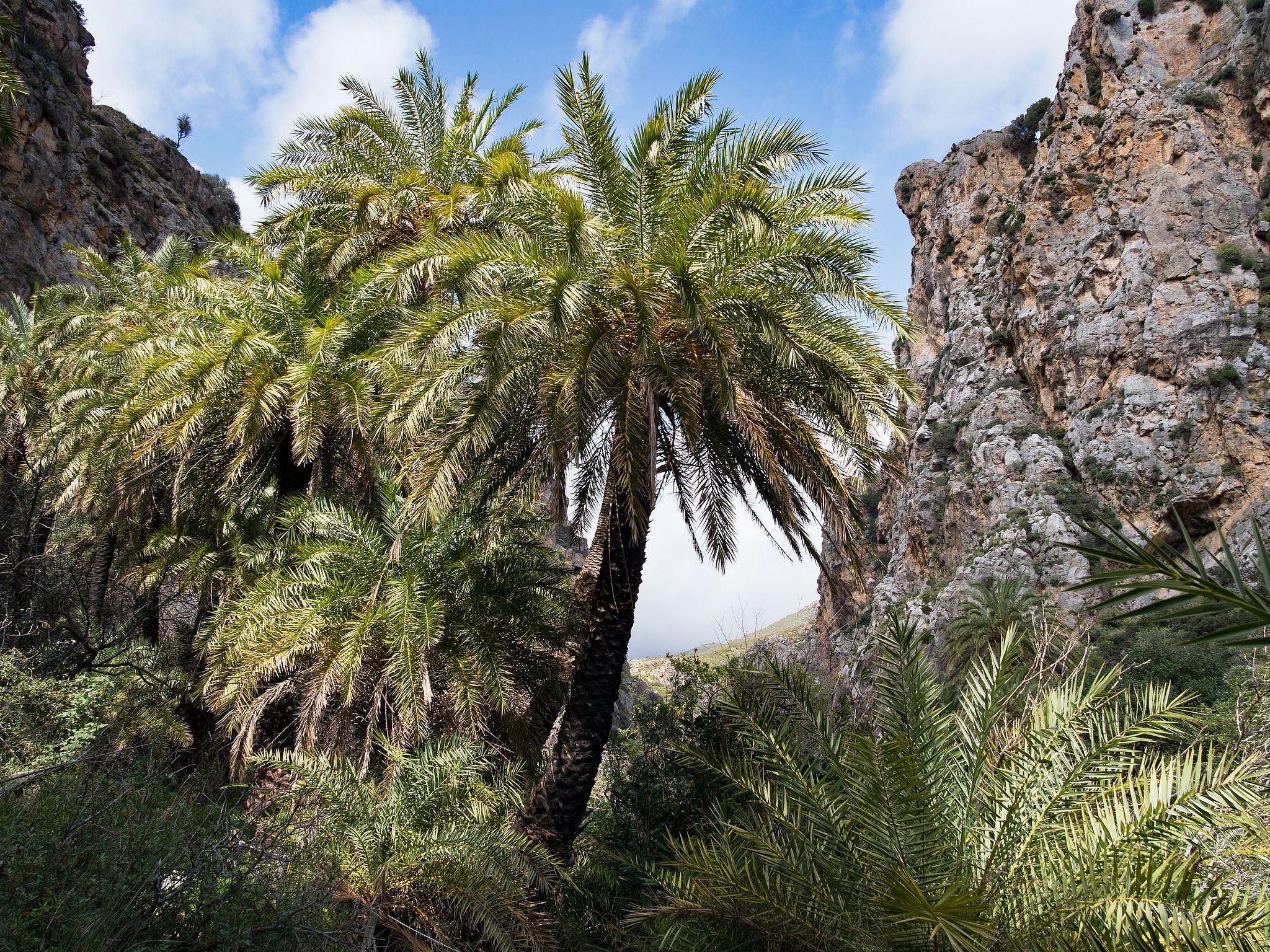 Palmenhain Preveli