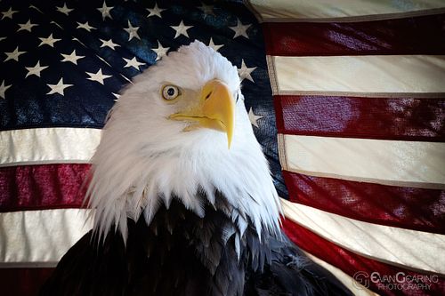 Flag and Eagle