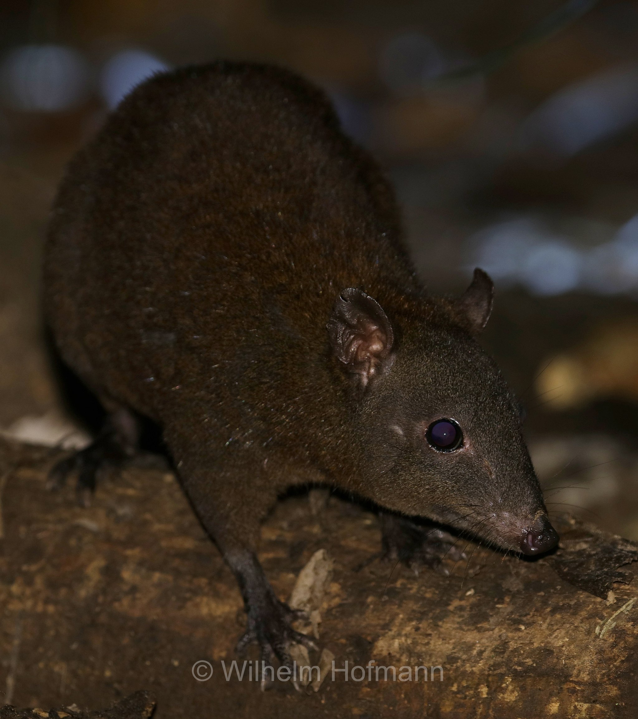 Hypsiprymnodon moschatus, musky rat-kangaroo, Moschusrattenkänguru, ratto canguro muschiato, Crater Lakes National Park, Crater-Lakes-Nationalpark, Queensland, Australia, Australien