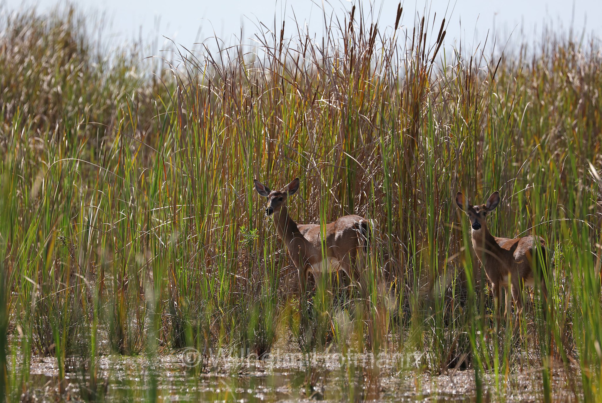 Odocoileus virginianus, white-tailed deer, whitetail, Virginia deer, Weißwedelhirsch, cervo dalla coda bianca, cervo della Virginia, Hidden Lake, Everglades National Park, Everglades-Nationalpark, Parco nazionale delle Everglades, Florida, USA