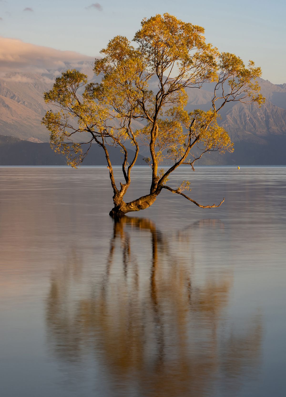 Lone Willow Tree in Lake During Golden Hour