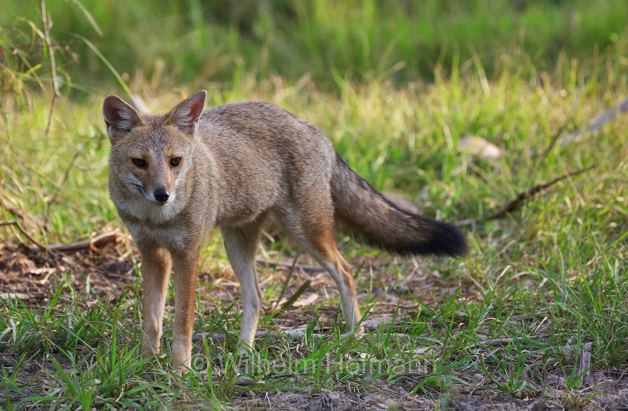 Pampas fox, grey pampean fox, Pampas zorro, Azara's fox, Azara's zorro, aguarachay, graxaim, Pampasfuchs, aguarachay, volpe di Azara, Lycalopex gymnocercus, Iberá Wetlands, Esteros del Iberá, Corrientes, Argentina, Argentinien