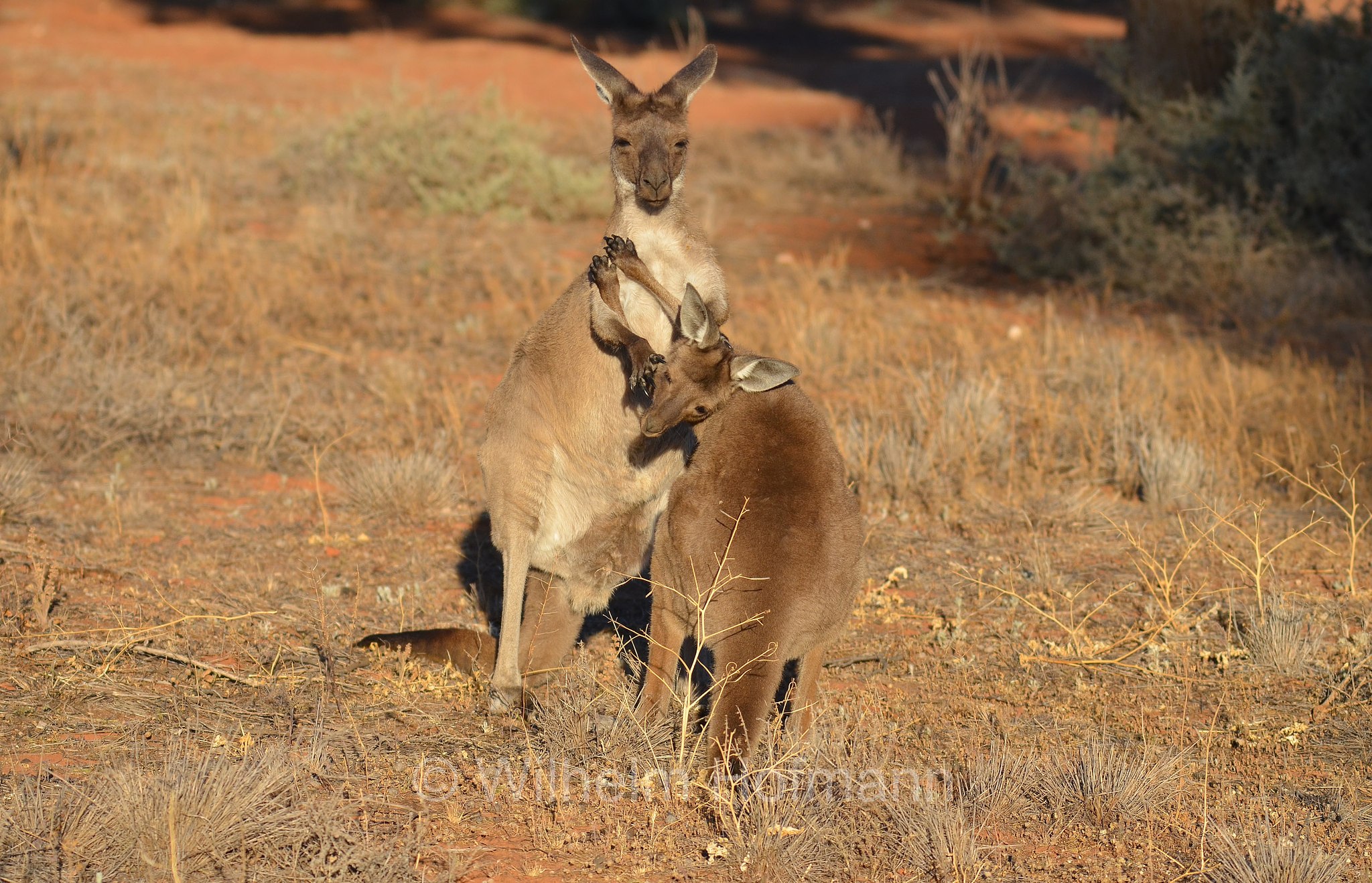 western grey kangaroo, western grey giant kangaroo, black-faced kangaroo, mallee kangaroo, sooty kangaroo, Westliches Graues Riesenkänguru, canguro grigio occidentale, Macropus fuliginosus, Mungo National Park, Mungo Main Campground, Mungo-Nationalpark, New South Wales, Nuovo Galles del Sud, Australia, Australien