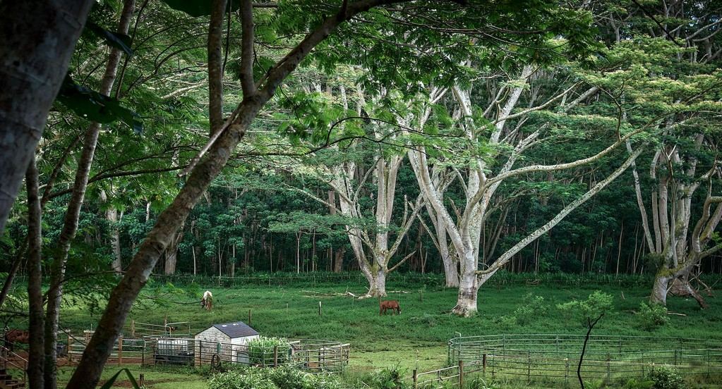 Giant Trees Shade a Meadow in South Kauai - Kauai, Hawaii