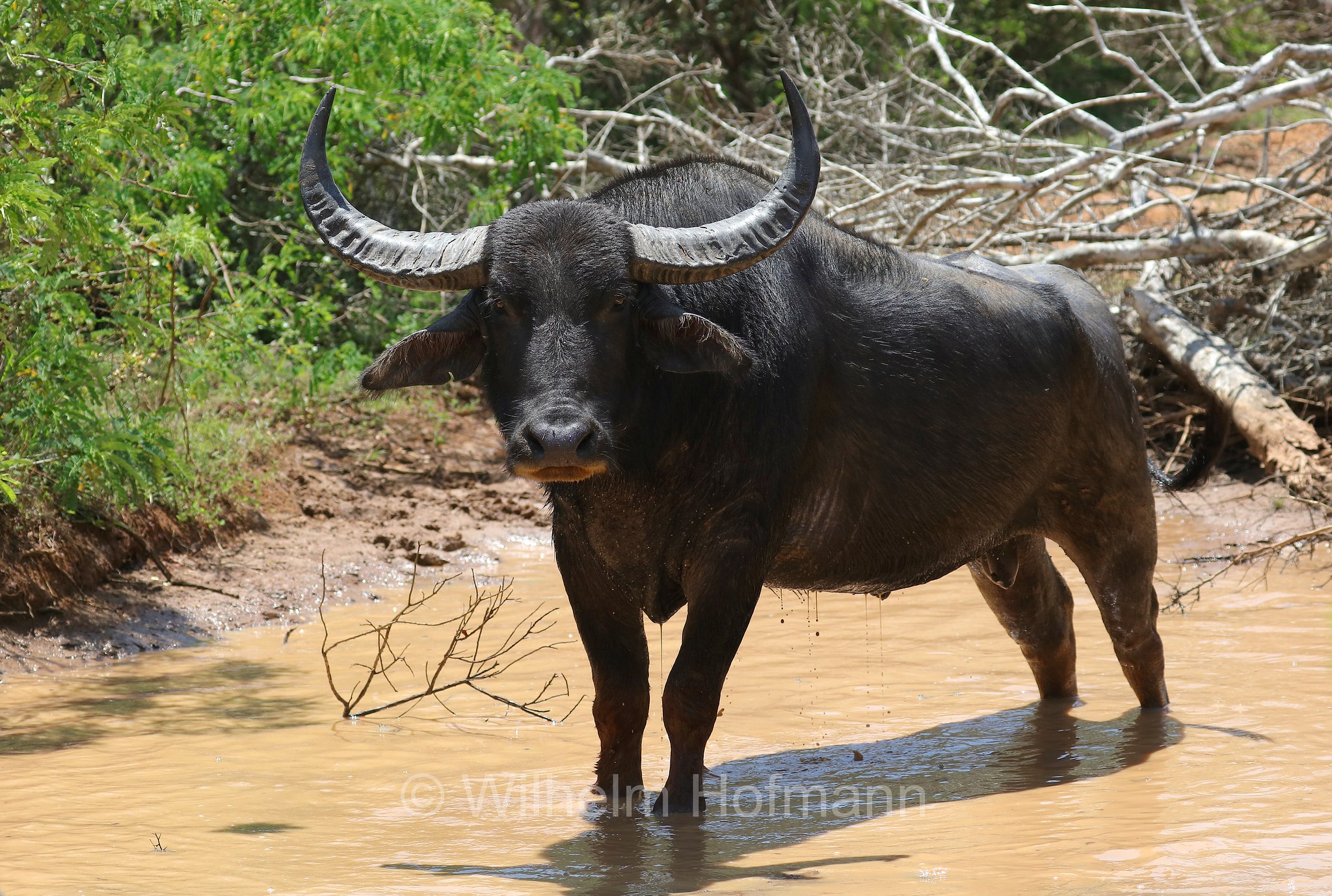 wild water buffalo, water buffalo, Asian buffalo, Asiatic buffalo, Wasserbüffel, Arni, bufalo d'acqua selvatico, bufalo asiatico, bufalo asiatico selvatico, Bubalus arnee, Sri Lanka, Yala National Park, Yala Nationalpark, Parco nazionale di Yala