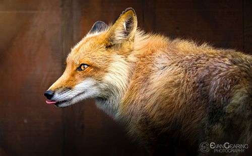 Fox