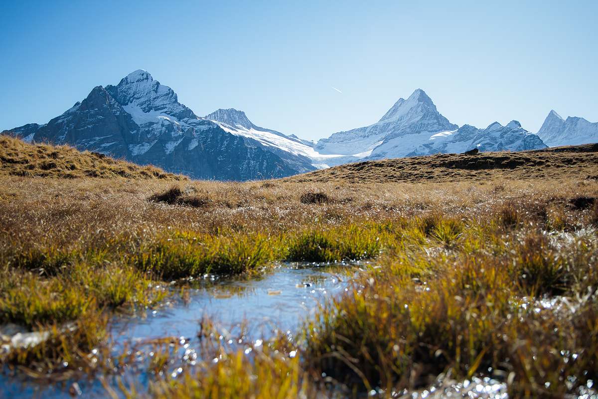 Kleiner Moort&uuml;mpel mit Sonnenlichtreflexen vor goldbraunen Alpwiesen und der schneebedeckten Bergkette mit Wetterhorn und Schreckhorn unter einem Kondensstreifen am blauen Himmel