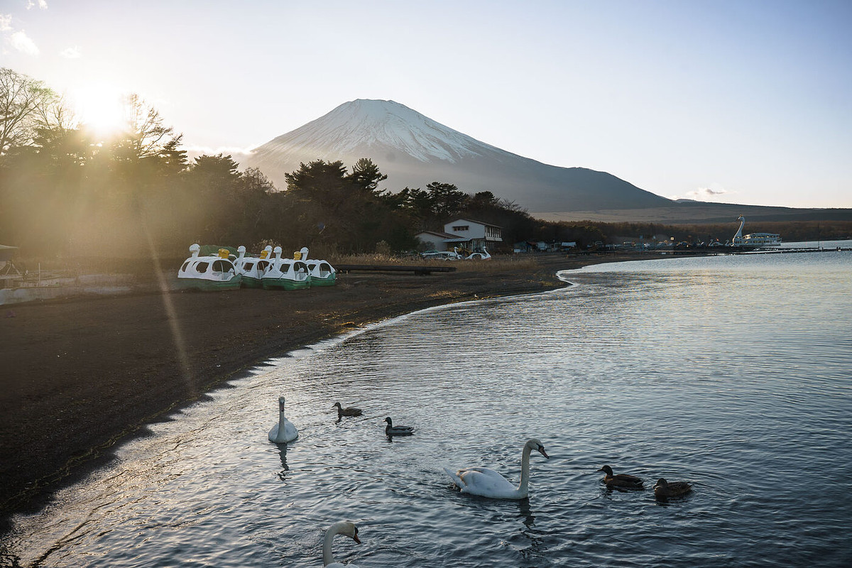 Cygnes et pédalos sur le lac Yamanaka au lever du soleil, le mont Fuji en fond