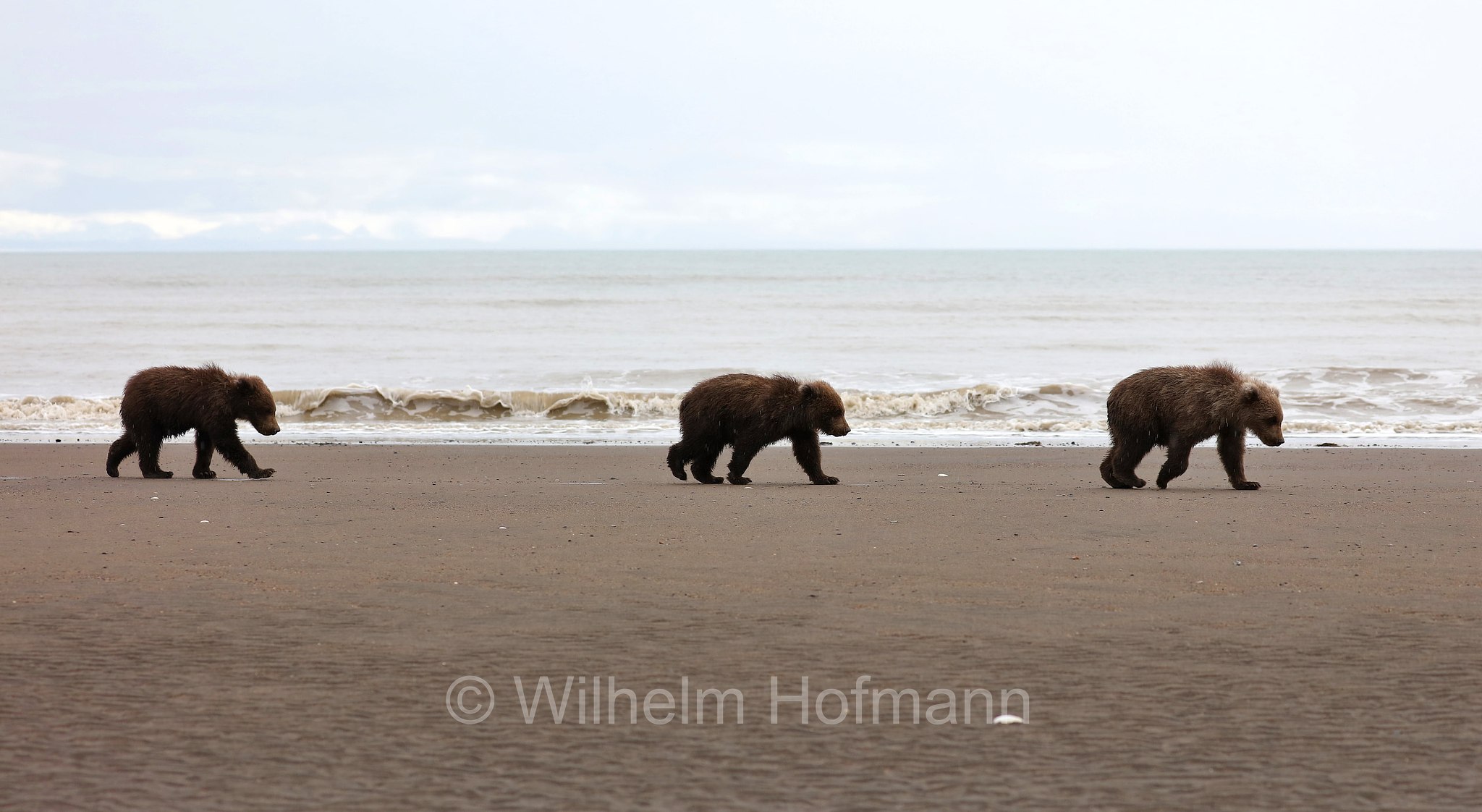 Ursus arctos gyas, Alaska Peninsula brown bear, peninsular grizzly, Alaska-Halbinsel-Braunbär, Alaska-Küstenbraunbär, Alaska-Braunbär, Großer Alaska-Braunbär, orso bruno della penisola dell'Alaska, grizzly peninsulare, grizzly costiero, grizzly gigante, Silver Salmon Creek, Lake Clark National Park, Lake Clark National Park and Preserve, Lake-Clark-Nationalpark, Parco nazionale e riserva di Lake Clark, Alaska, USA