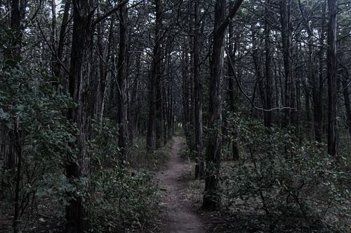The Parallel Forest